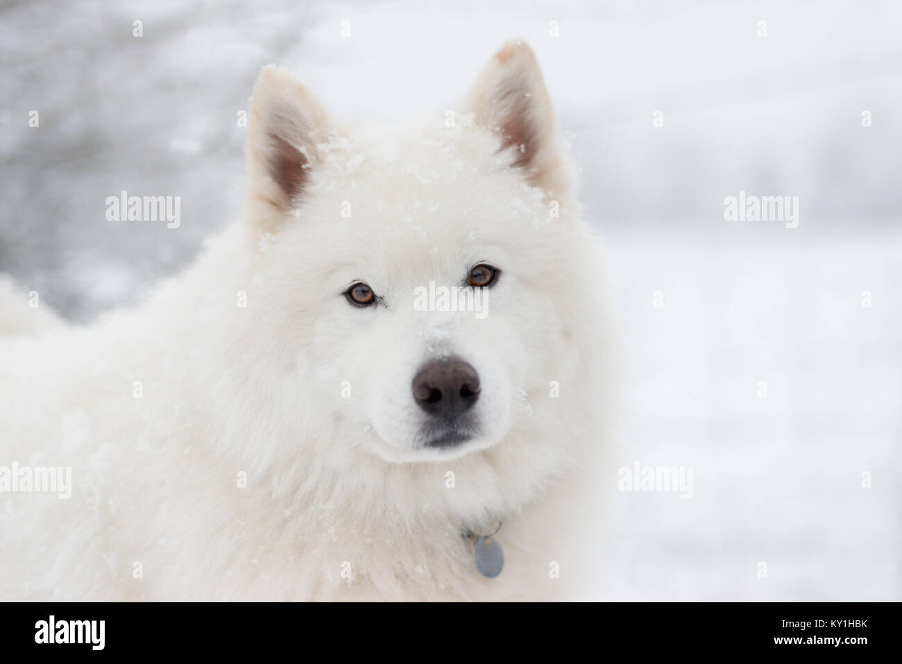Samoyed Hund im Schnee Stockfoto