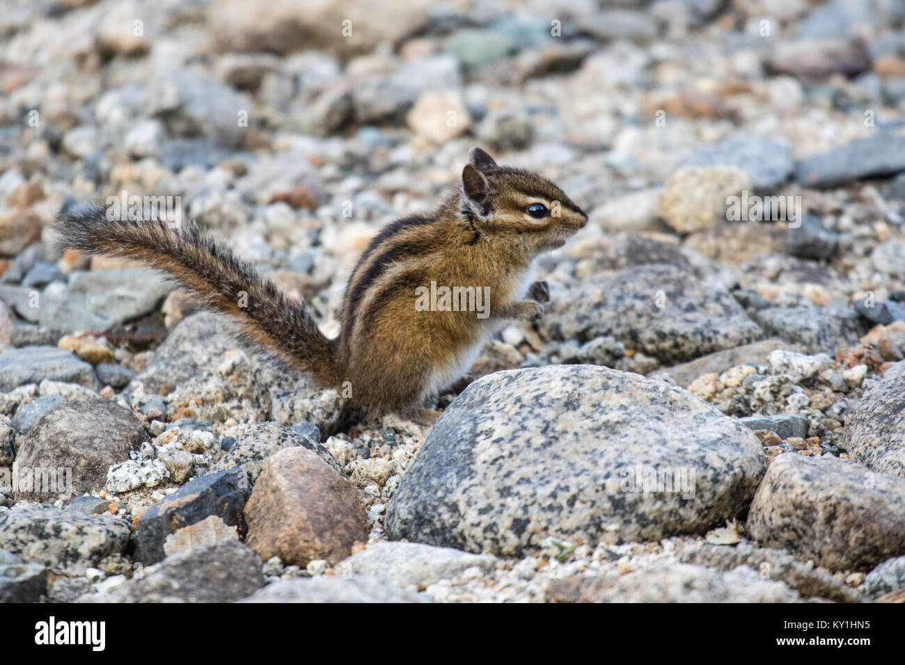 Ein niedliches Eichhörnchen auf den Felsen in den Rocky Mountains Stockfoto