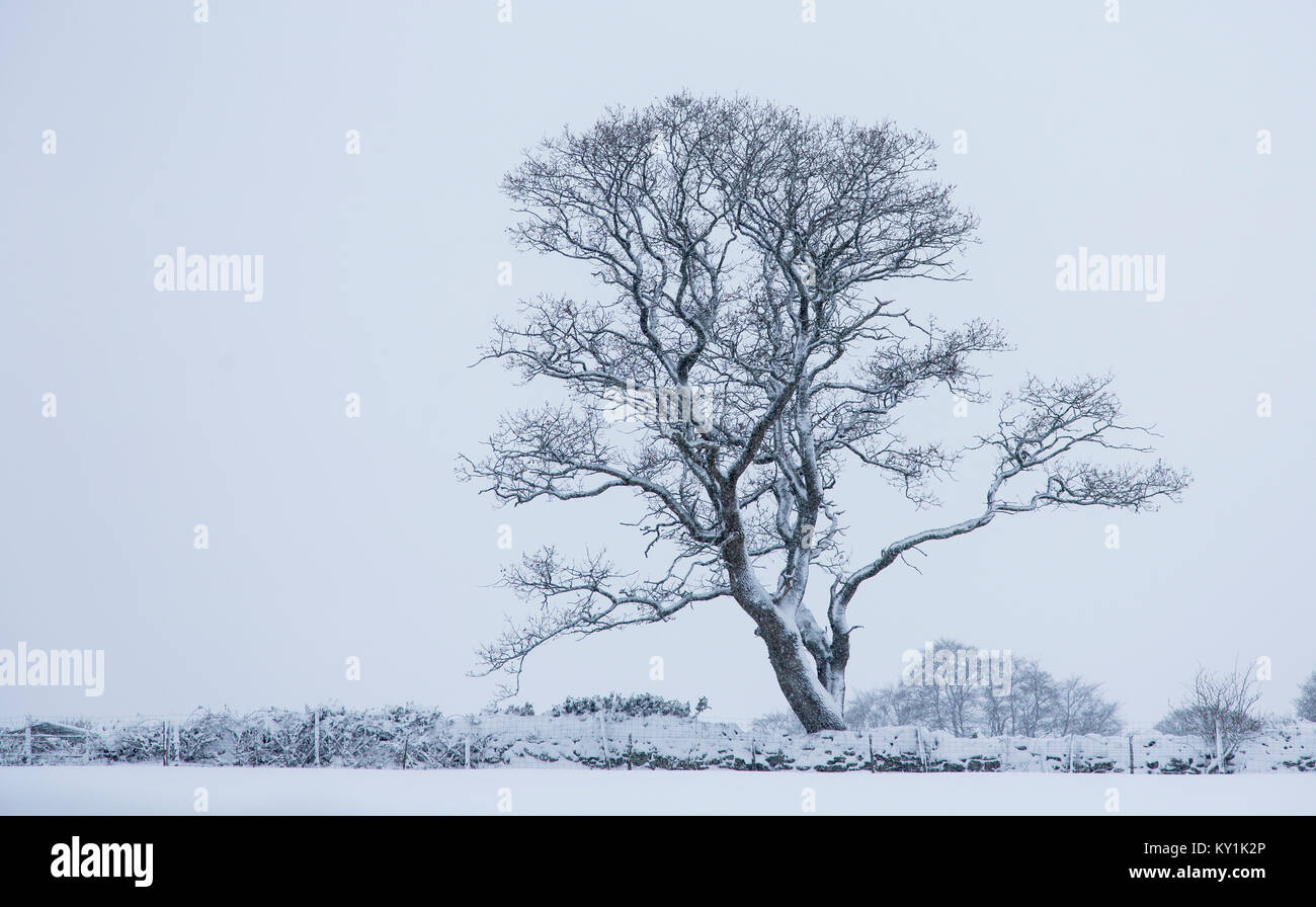 Einzelne englische Eiche Quercus Robur, Schnee, Monmouthshire, Dezember Stockfoto