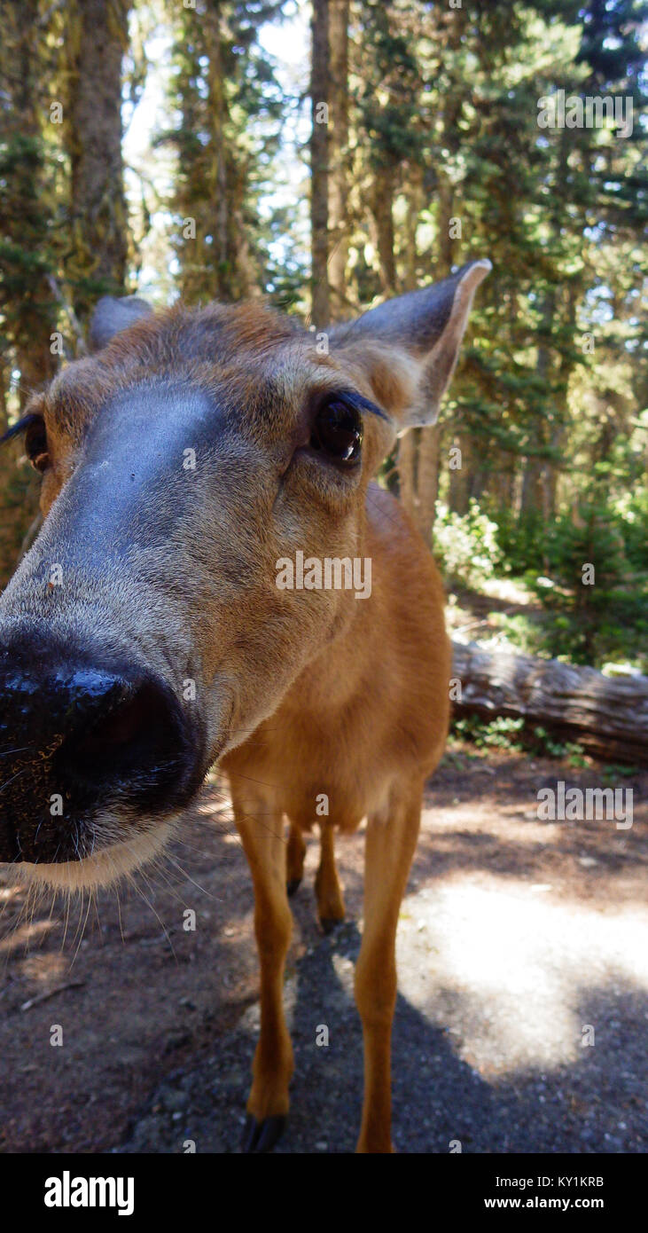 Eine weibliche Rehe in der Nähe bis zu Kamera. Freundlich doe in Olympic National Park. Stockfoto