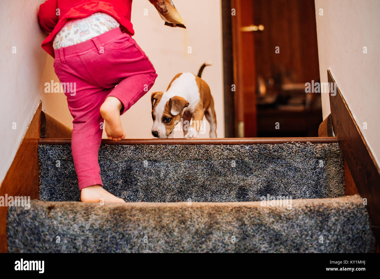 Ein kleines Mädchen geht eine Treppe, wo ein Welpe an der Spitze sitzt. Stockfoto