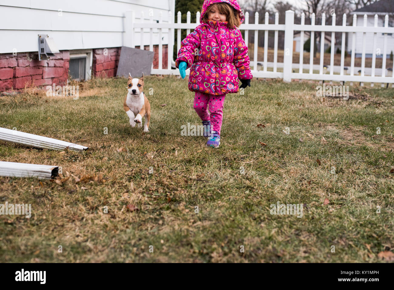Eine kleine Beagle mix Welpe Wanderungen mit einem Kleinkind Mädchen in einem Hof. Stockfoto