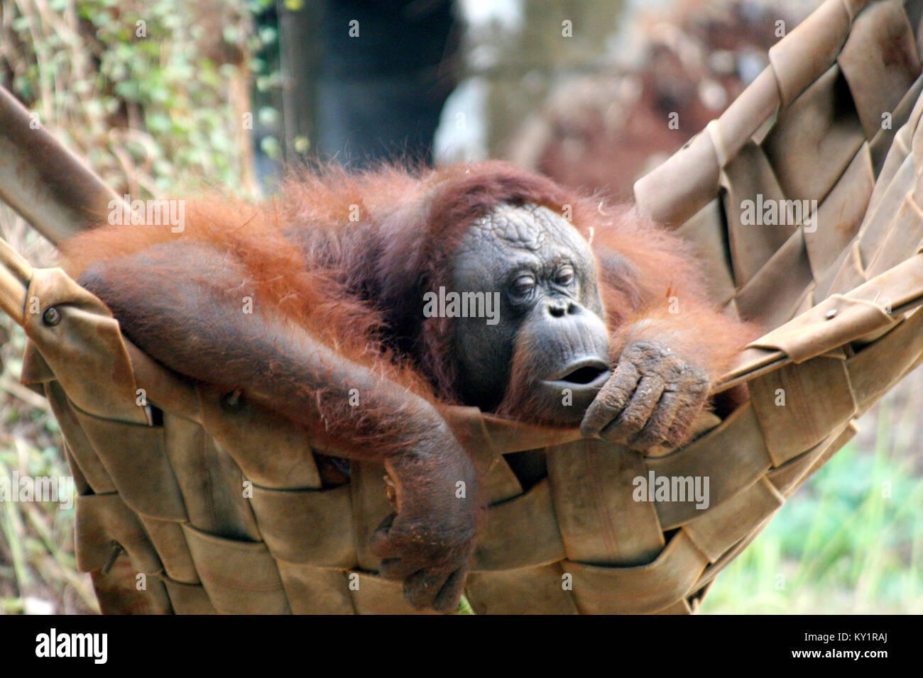 Die Bornesischen Orang-utan (Pongo pygmaeus) Stockfoto