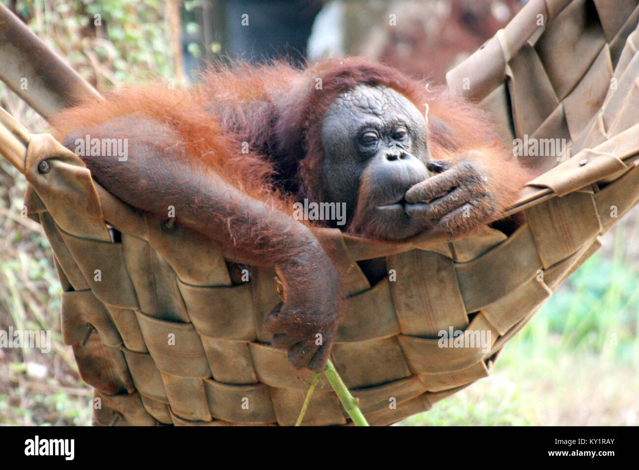 Die Bornesischen Orang-utan (Pongo pygmaeus) Stockfoto