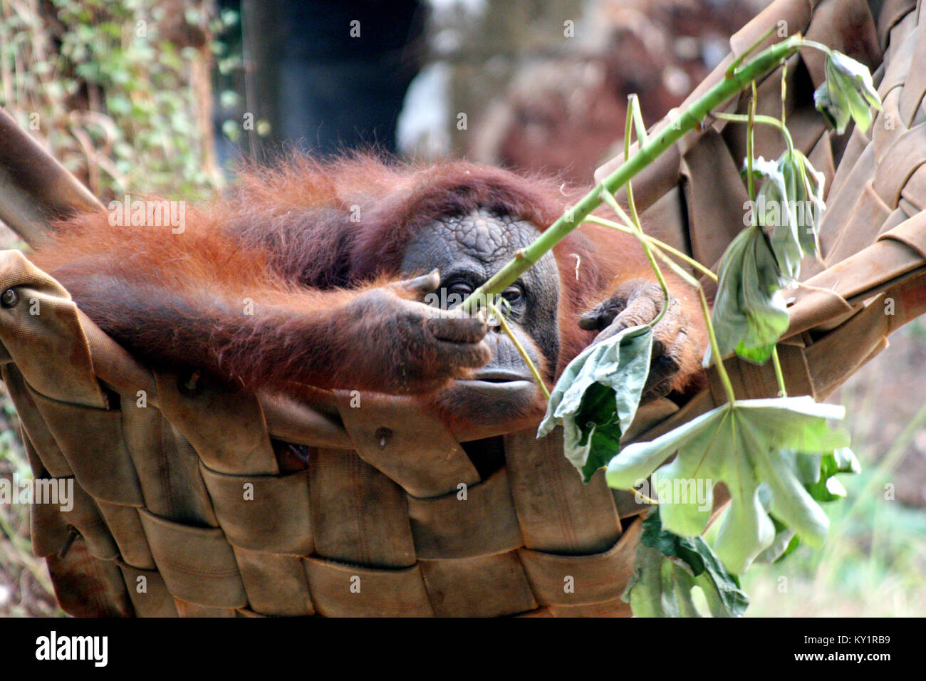Die Bornesischen Orang-utan (Pongo pygmaeus) Stockfoto