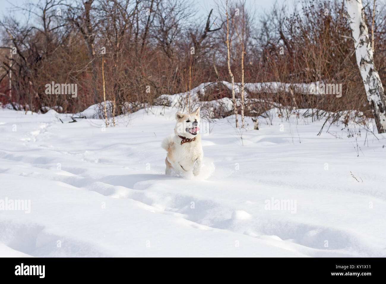 Gerne schöne reinrassigen Hund Japanischen Akita Inu mit seiner Zunge heraus läuft durch Schneeverwehungen im Winter in einem Feld unter den Bäumen. Stockfoto