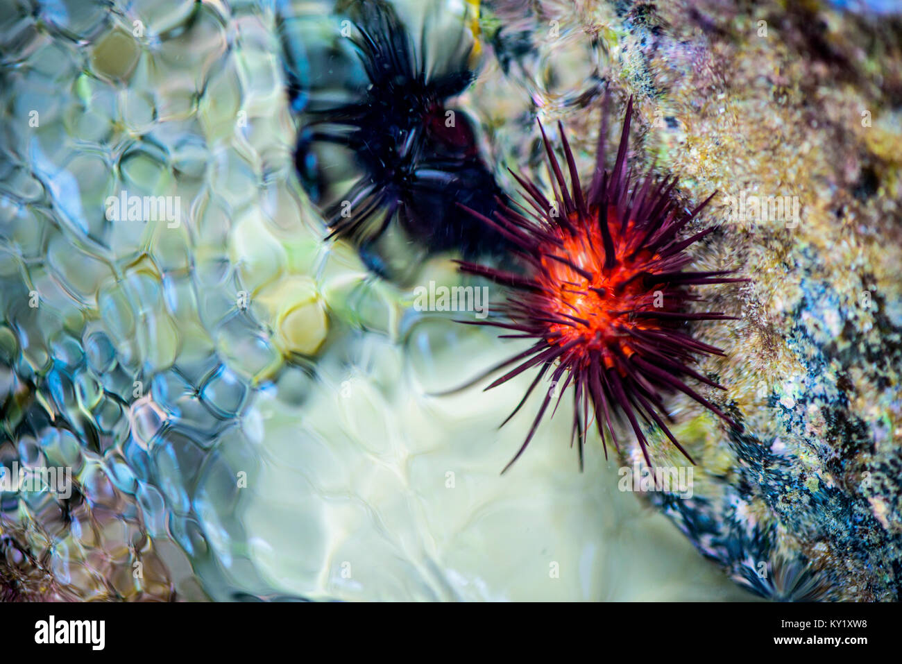 Urchin aus Puertorico Stockfoto