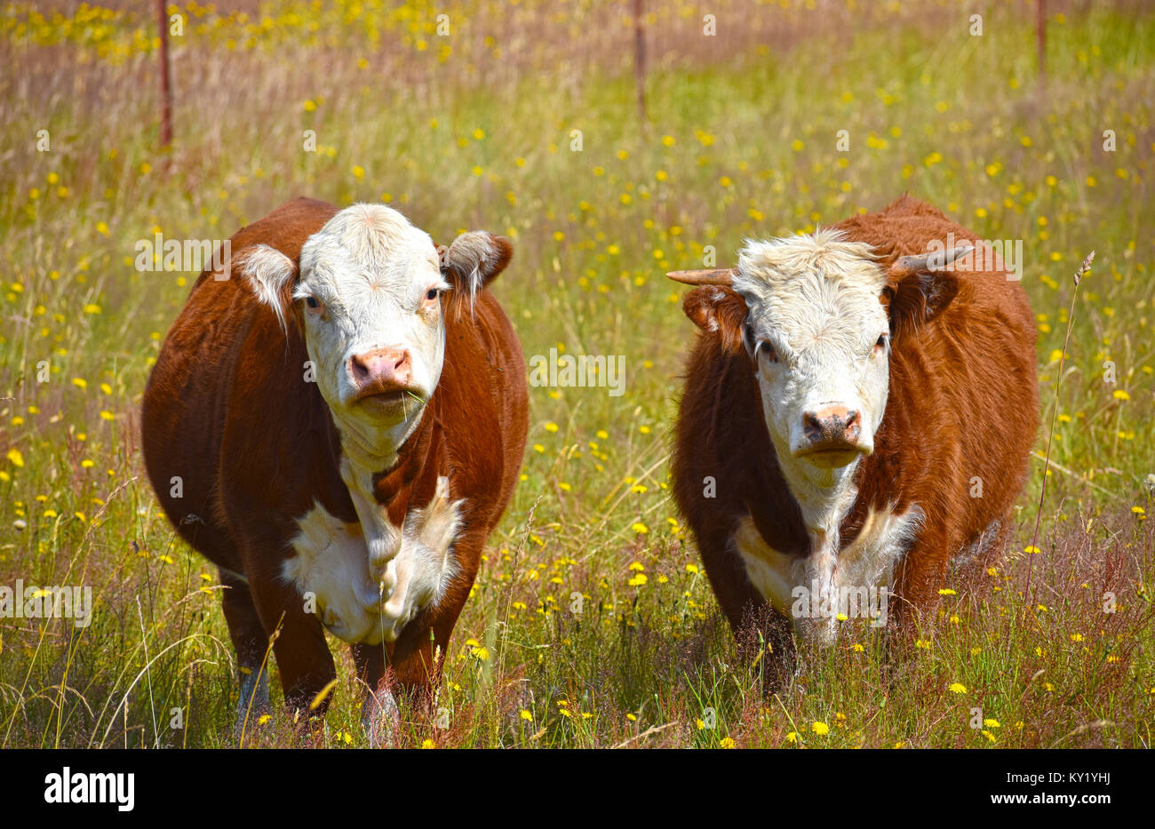 Kuh und Stier in einem Feld von Löwenzahn. Stockfoto