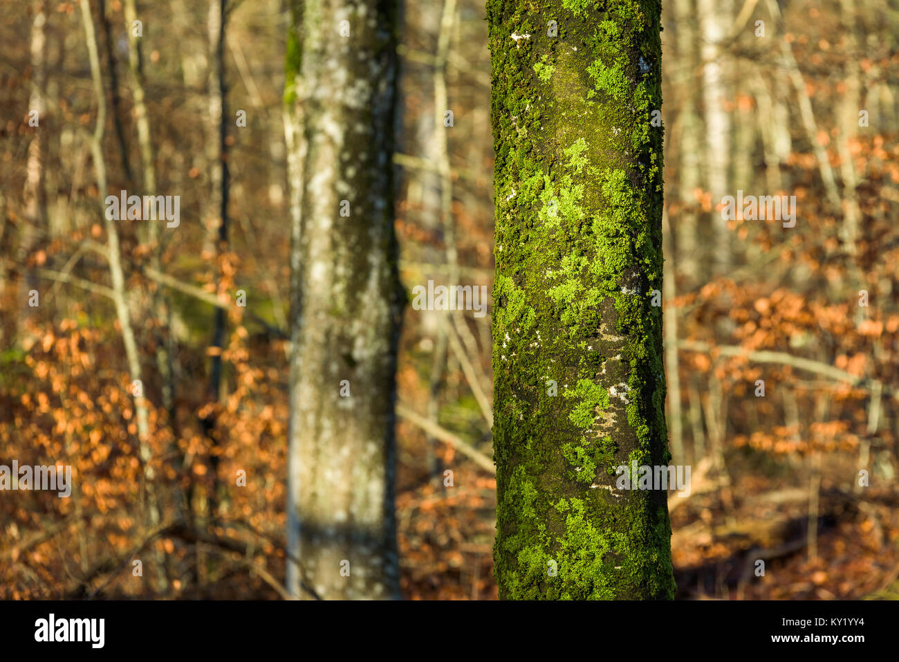 Grünen Flechten und Moos Cover eine Beech Tree Trunk. Bäume im Hintergrund fehlen den grünen Flechten. Stockfoto
