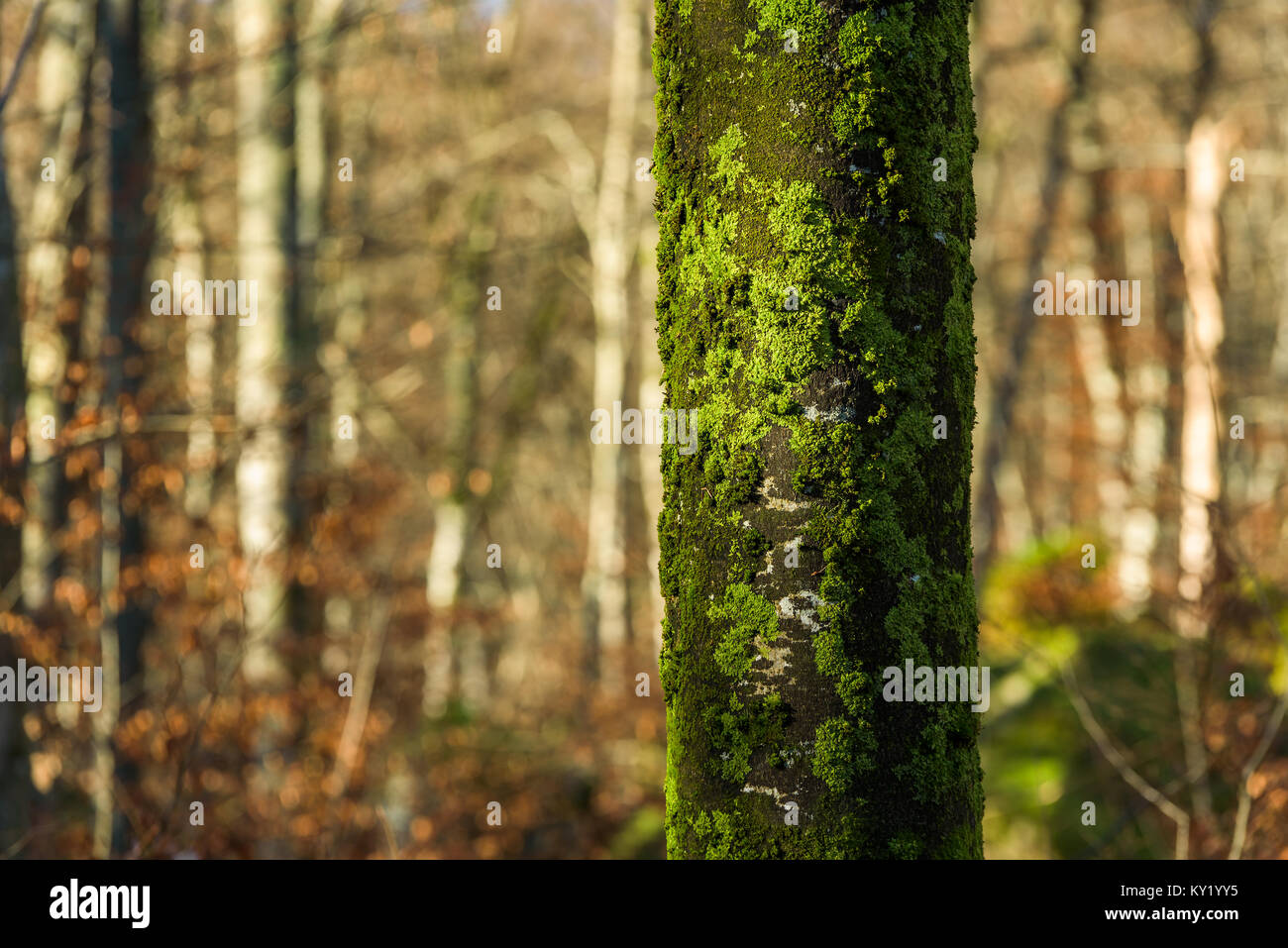 Grünen Flechten und Moos Cover eine Beech Tree Trunk. Bäume im Hintergrund fehlen den grünen Flechten. Stockfoto