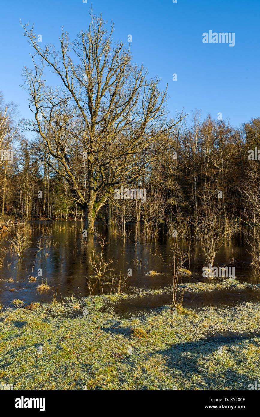 Wald Gebiet überflutet in der Nähe eines kleinen Flusses. Lage Blekinge in Südschweden. Stockfoto