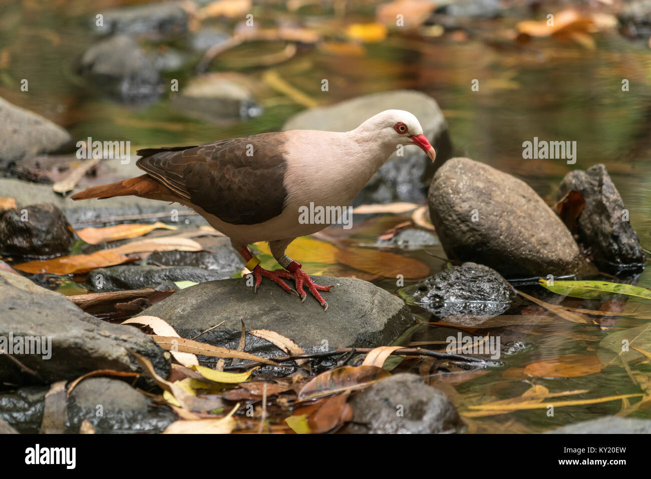 Endemische Rosentaube (Nesoenas mayeri), Black-River-Gorges-Nationalpark, Mauritius, Afrika | endemisch rosa Taube (Nesoenas mayeri), Black River G Stockfoto