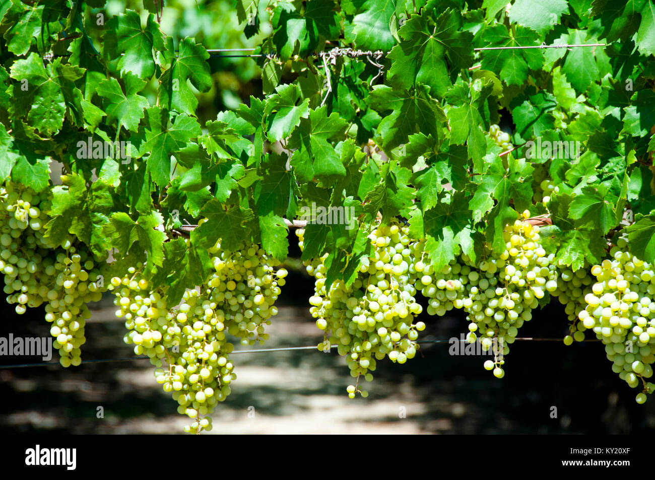 Chardonnay Trauben in Swan Valley Stockfoto