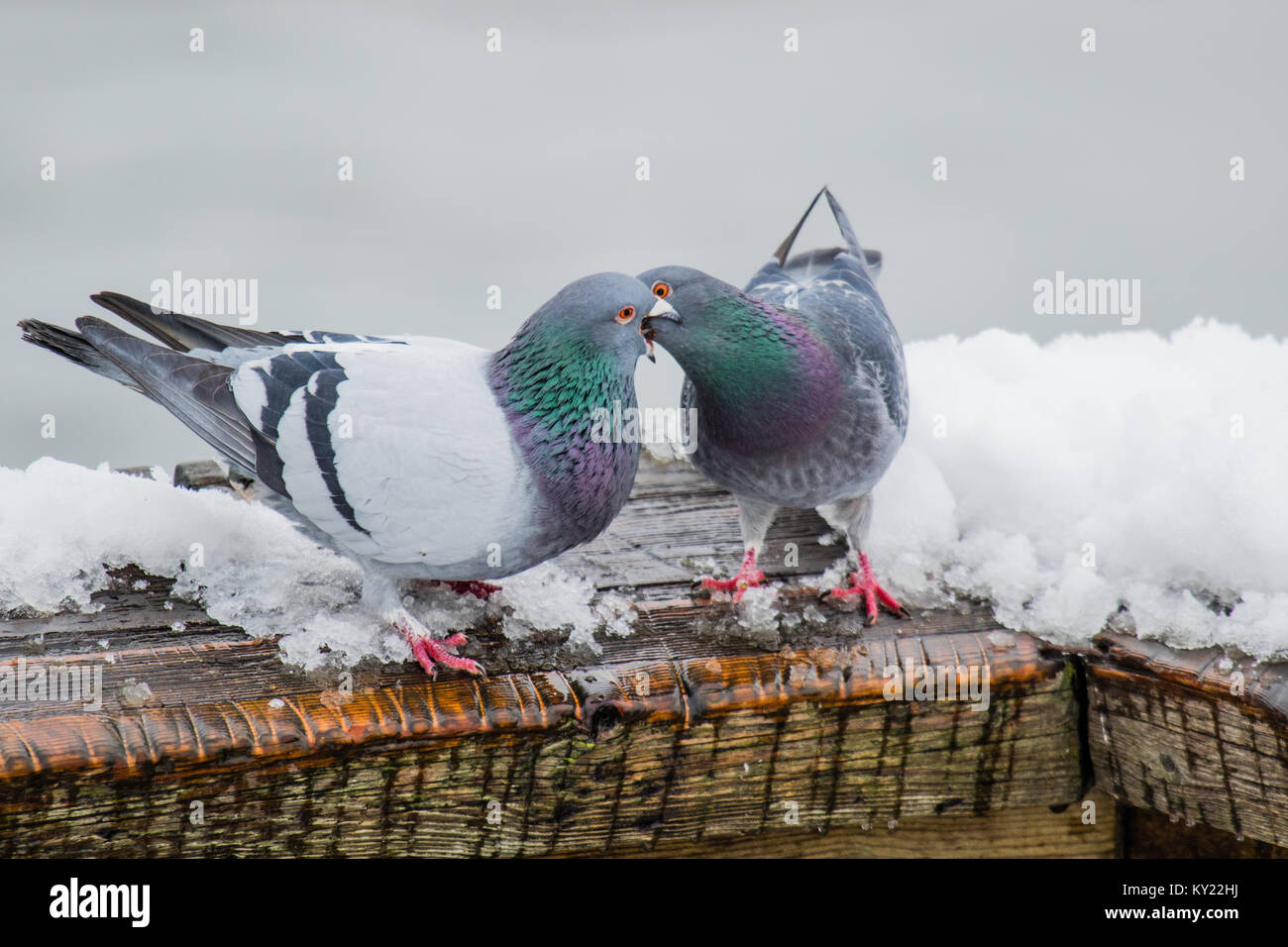 Tauben küssen und Paaren auf kalten Tag im frühen Frühling. Der Frühling liegt in der Luft und Liebe ist überall Stockfoto