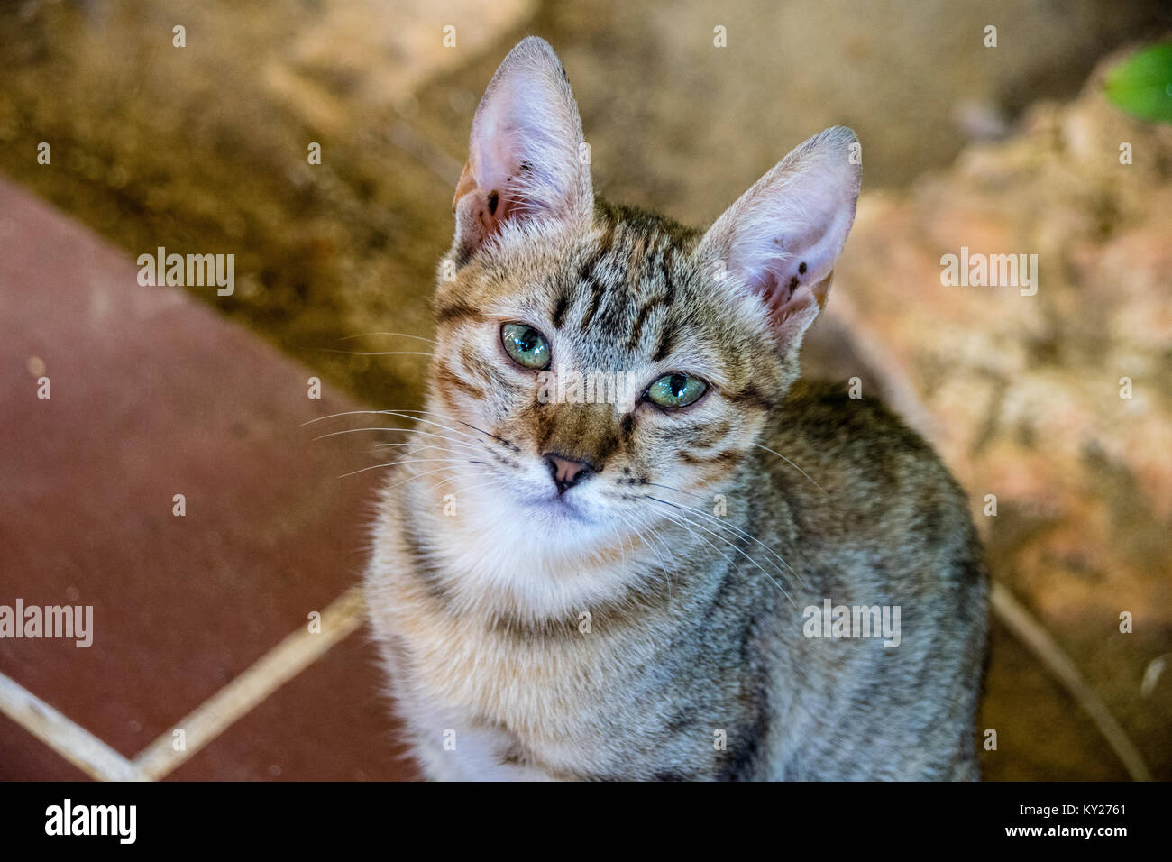 10 Woche alt tabby Kitten mit großen Ohren, in die Kamera Stockfoto