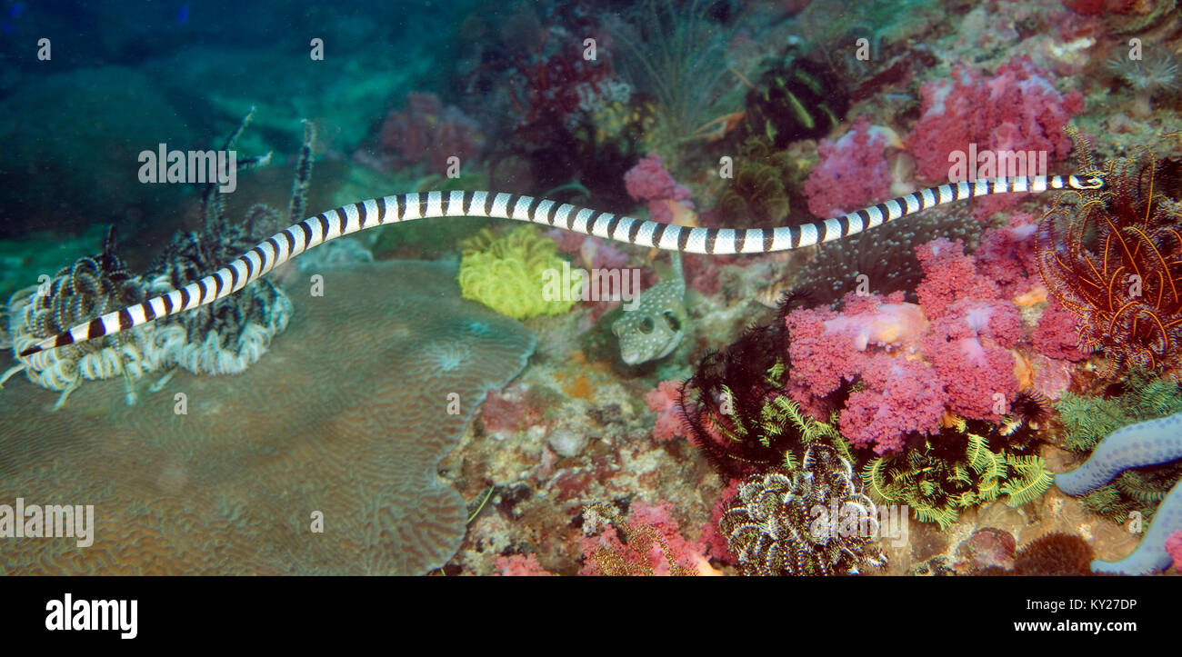 Gebänderte Meer Krait, oder, Gelb-lippigen Meer Krait (Laticauda colubrina), venoumous Seeschlange, Sabang Beach, Mindoro, Philippinen, Pazifischer Ozean, Asien Stockfoto