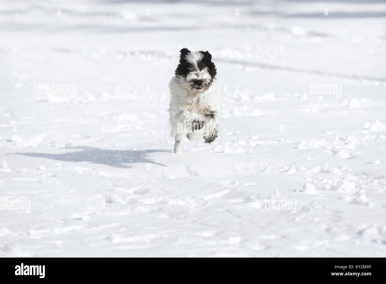 Gerne Tibet Terrier Welpen laufen im Schnee, selektiver Fokus, leeren Raum Stockfoto