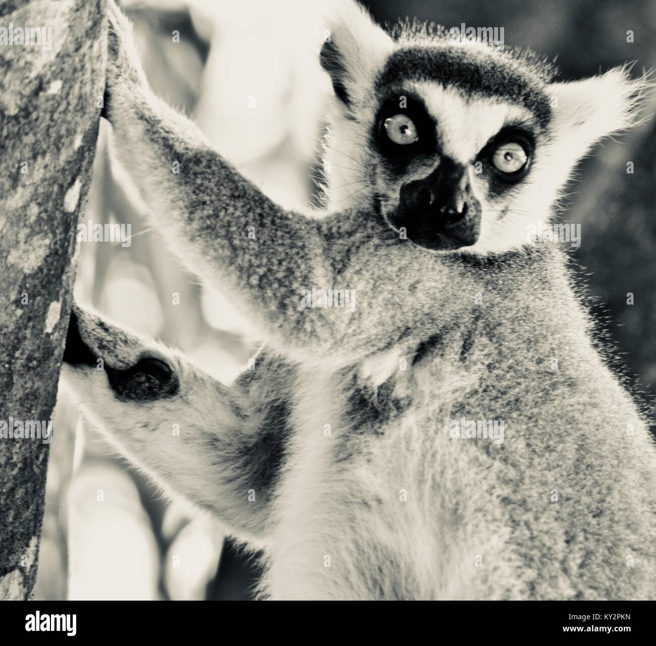 Ring-tailed Lemur, Lemur catta, in einem Baum Australia Zoo, Beerwah, Queensland, Australien Stockfoto