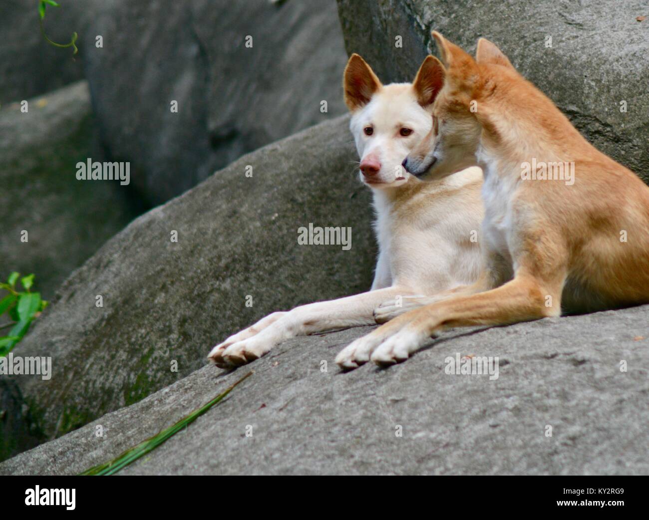 Dingos, Canis lupus Dingo, entspannend auf großen Granitfelsen, Australia Zoo, Beerwah, Queensland, Australien Stockfoto