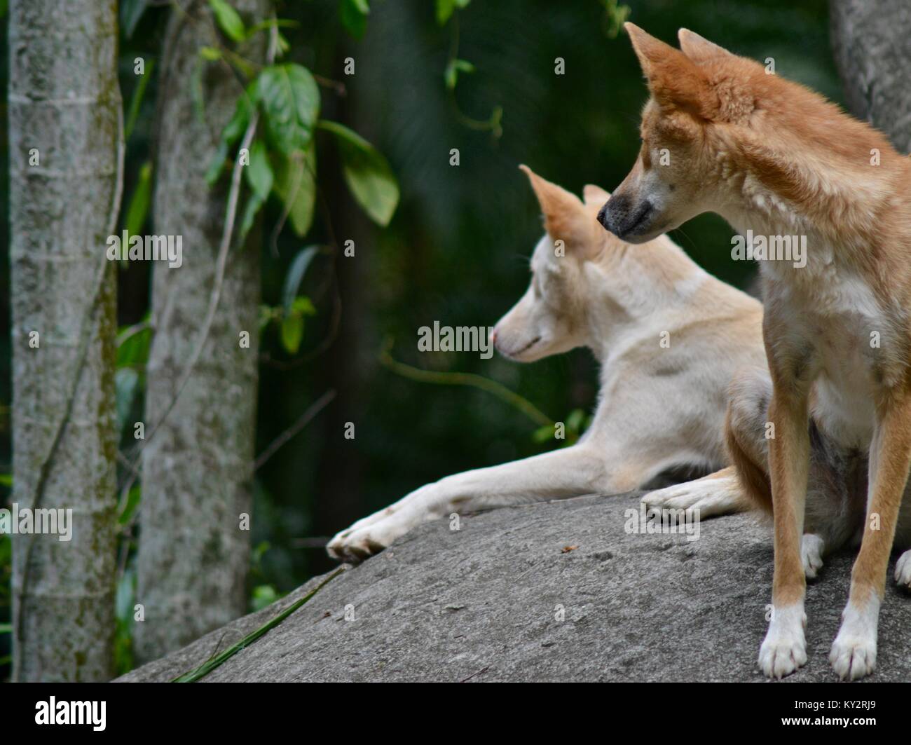 Dingos, Canis lupus Dingo, entspannend auf großen Granitfelsen, Australia Zoo, Beerwah, Queensland, Australien Stockfoto