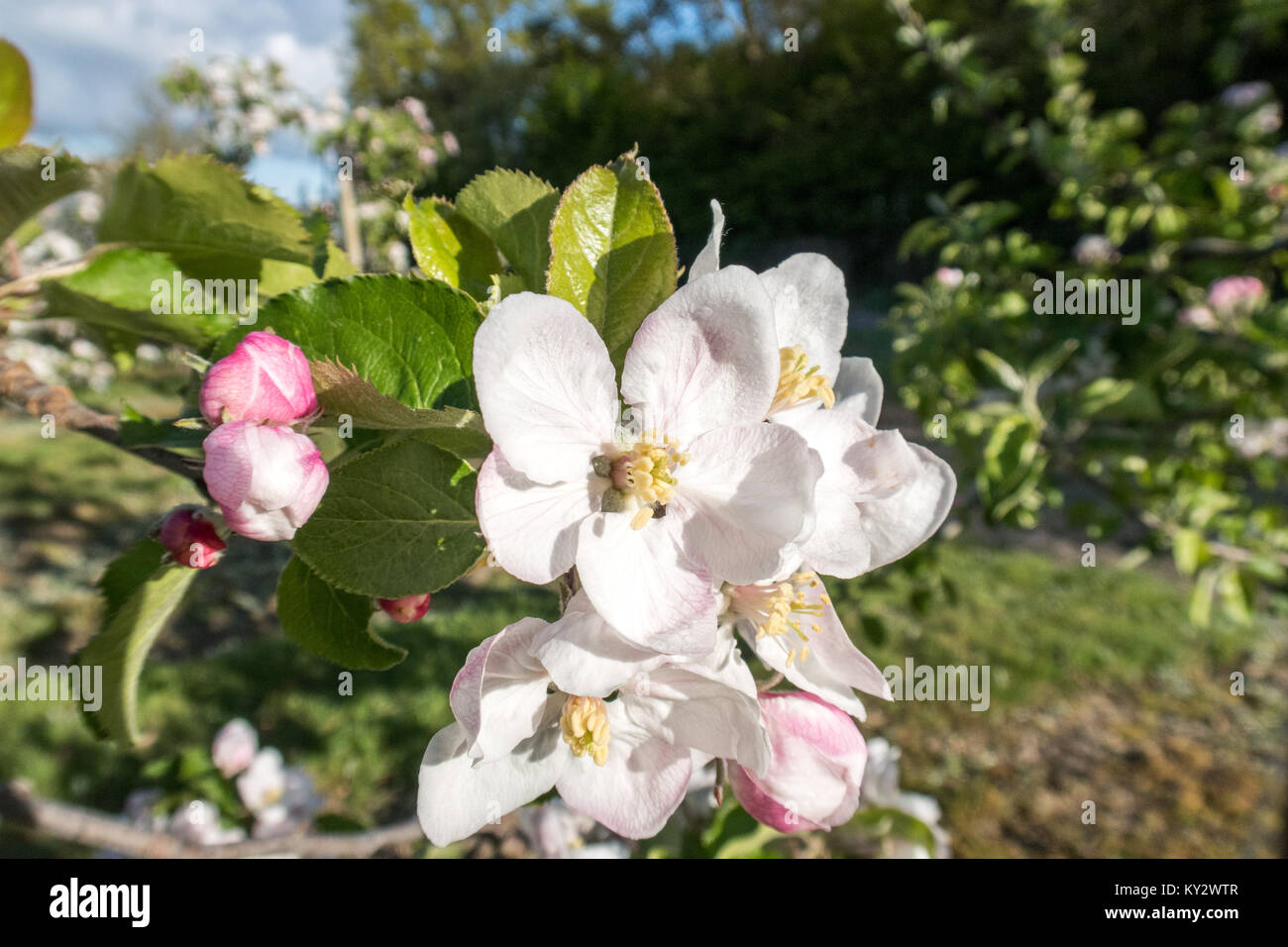 Apple Blossom in voller Blüte auf einem Obsthof in East Sussex, Großbritannien Stockfoto