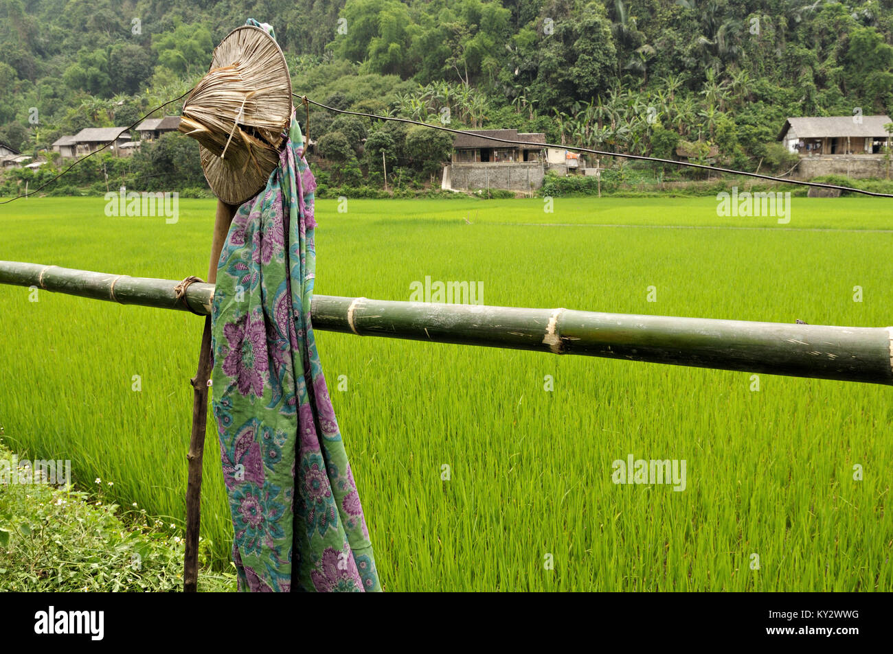 Strohhut und Reisfelder, Ba National Park in North Vietnam. Stockfoto