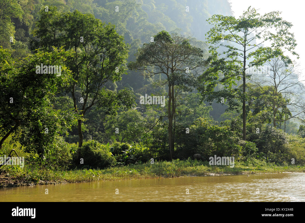 Bäume am Nang River, Ba, National Park, North Vietnam Stockfoto