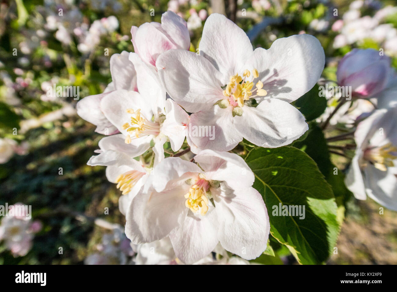 Apple Blossom in voller Blüte auf einem Obsthof in East Sussex, Großbritannien Stockfoto