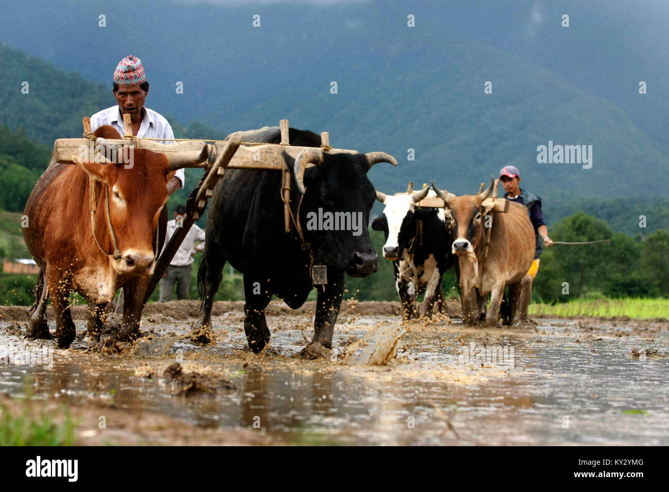 Kühe pflügen Feld für reis plantage vorzubereiten. Stockfoto