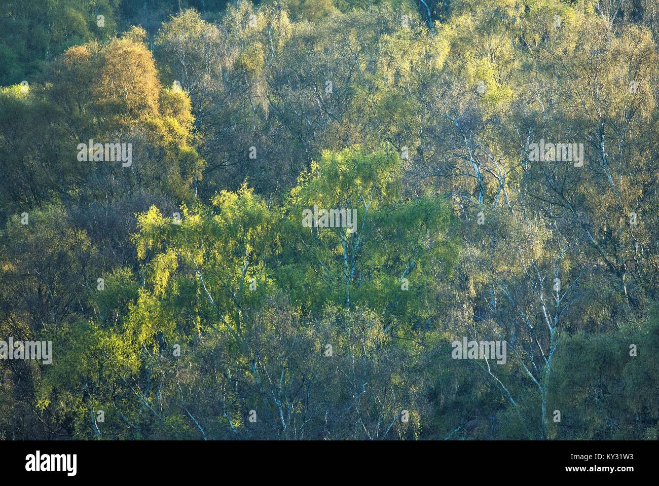 Cannock Chase Wald ein Foto von Wald mit Morgensonne Filterung durch die Bäume mit frischen Farben Silber Birke im Vario Stockfoto