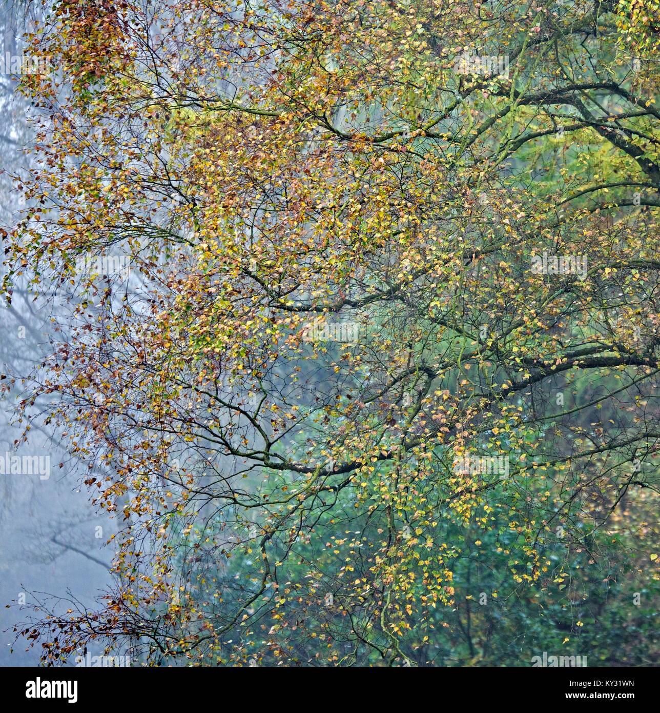 Wald im Herbst, die Schönheit in der Natur mit markanten Muster, Form und Bewegung, mit einer Palette von Farben des Herbstes, erstellen eine künstlerische Arbeit f Stockfoto