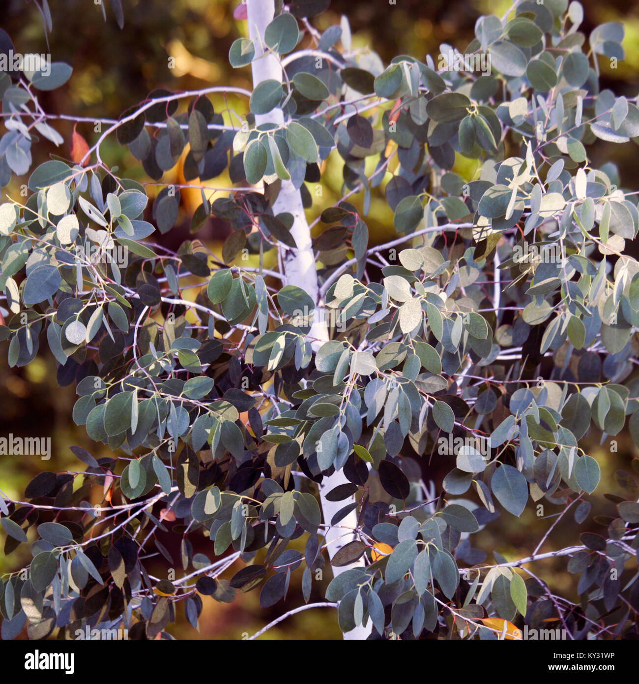 Eukalyptusbäumen im Übersicht Sommer Schönheit in der Natur mit markanten Muster, Form, Textur, mit einer Palette von lebendigen Sommer Farbe, Erstellen eines Artis Stockfoto