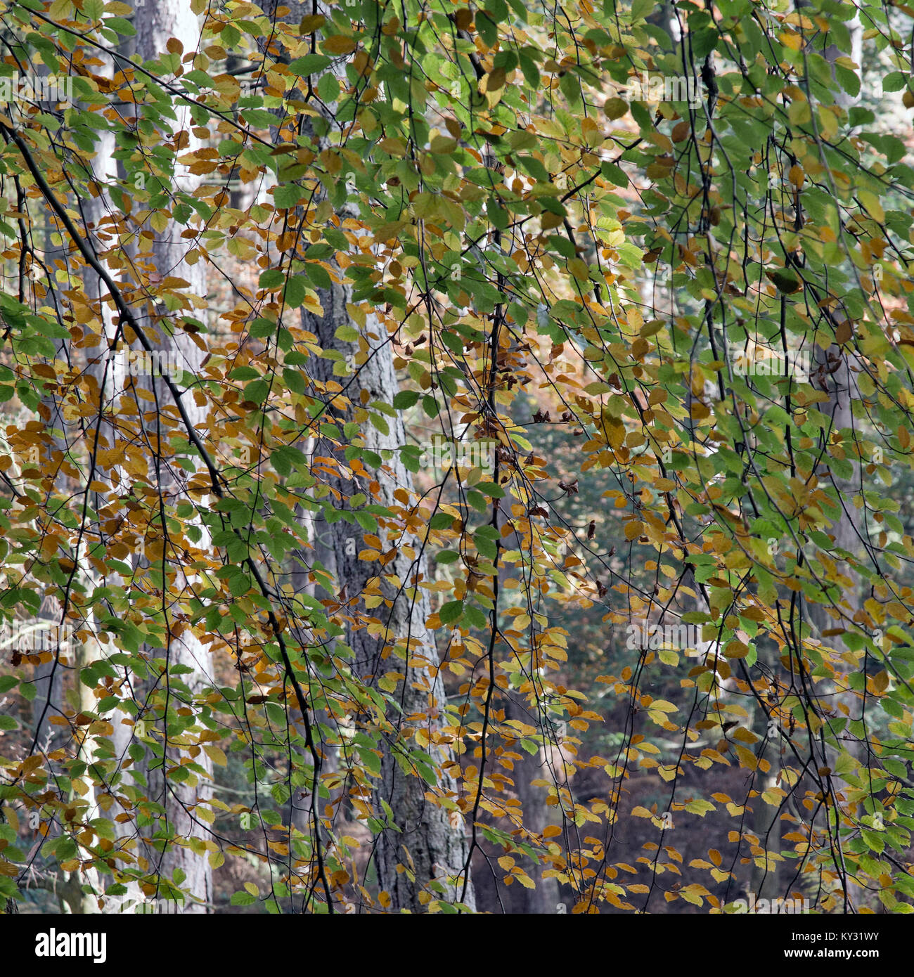 Wald im Herbst, die Schönheit in der Natur mit markanten Muster, Form und Bewegung, mit einer Palette von Farben des Herbstes, erstellen eine künstlerische Arbeit f Stockfoto