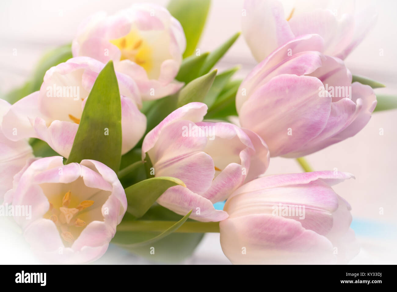 Bündel von Pastell rosa Tulpen Nahaufnahme Stockfoto