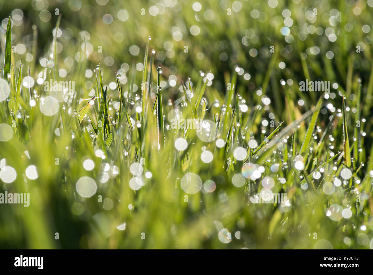 Tautropfen auf dem Gras nach einem sehr nebligen Nacht Abholung am frühen Morgen Sonnenlicht Stockfoto