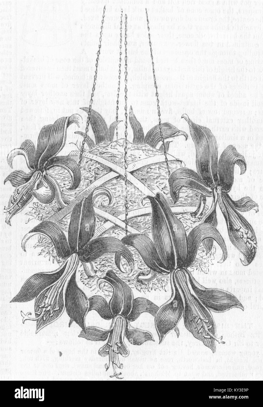 Blumen ein Cluster von jacobea Lilien 1856. Illustrierte Mal Stockfoto