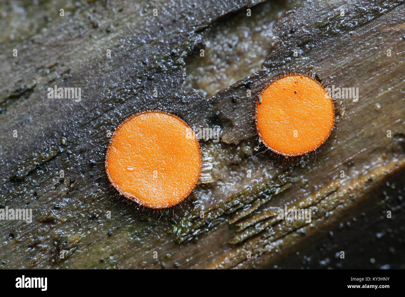 Gemeinsame Wimpern, Scutellinia scutellata Stockfoto