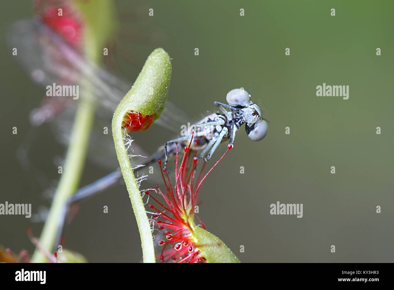 Runde-leaved Sonnentau (Drosera rotundifolia), ist die Fütterung auf arktischen bluet (Coenagrion johanssoni) Stockfoto