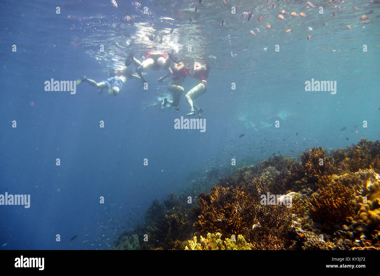 Tauchen und Schnorcheln bei Menjangan Island im Westen von Bali. Stockfoto