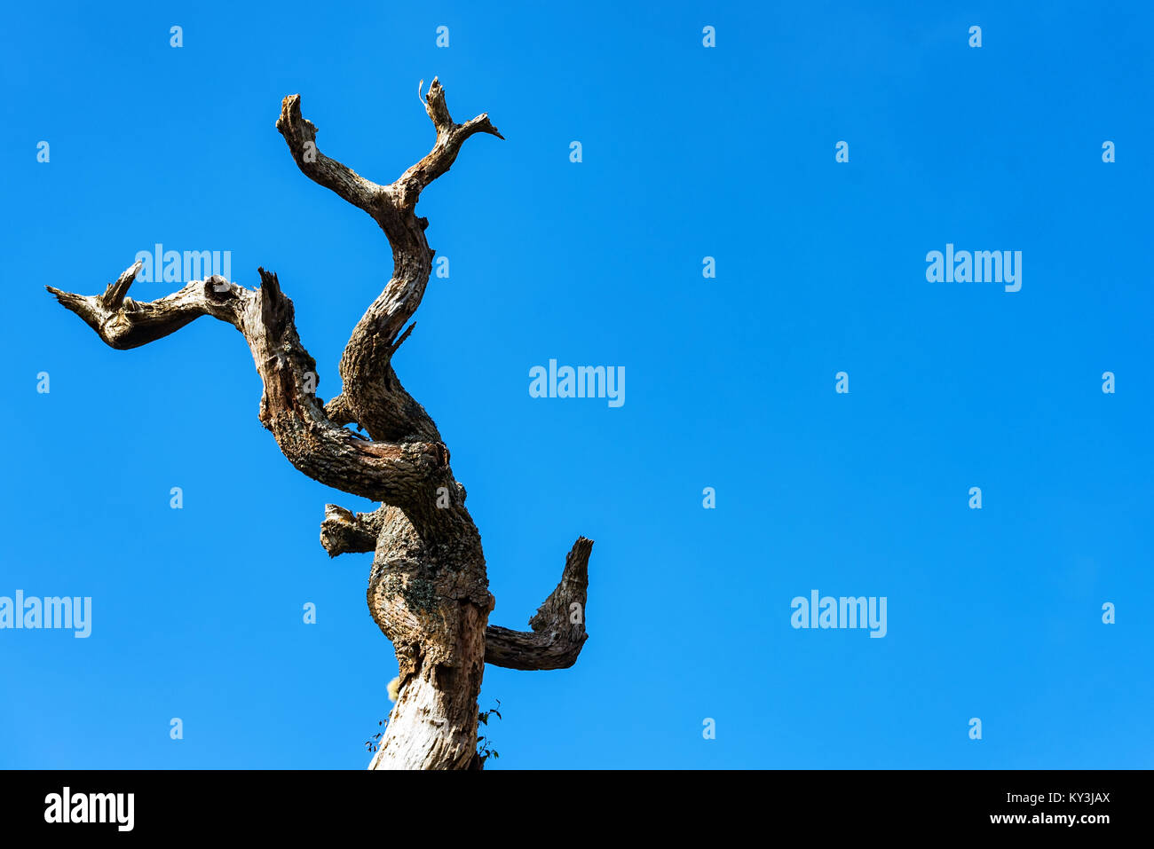 Trockene toten Baumstamm gegen den blauen Himmel Stockfoto