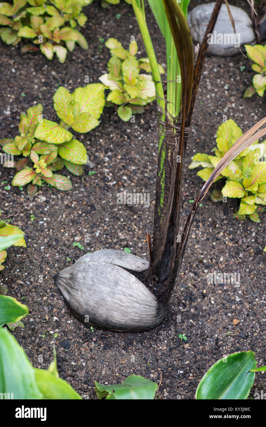 Coconut Palm: Cocos nucifera. Neue Aufnahmen aus Samen. Botanischer Garten, UK. Stockfoto