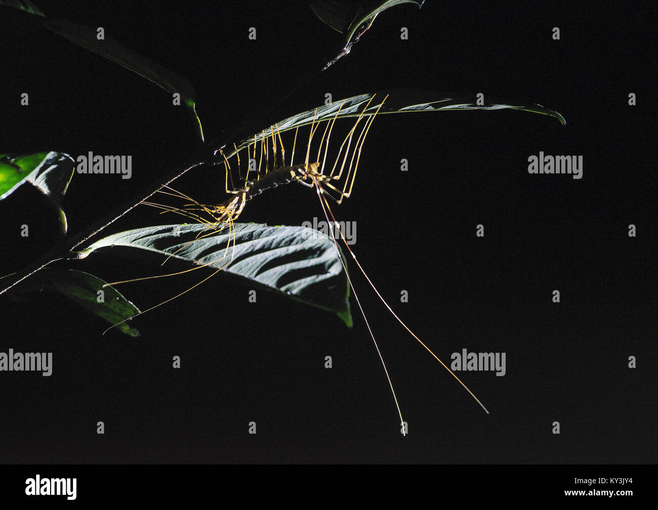 Scutigera long-legged Tausendfüßler: sp. Danum Valley, Borneo. Stockfoto