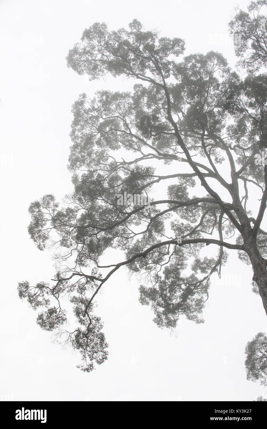 Regenwald Baum in der Morgendämmerung. Borneo. Stockfoto