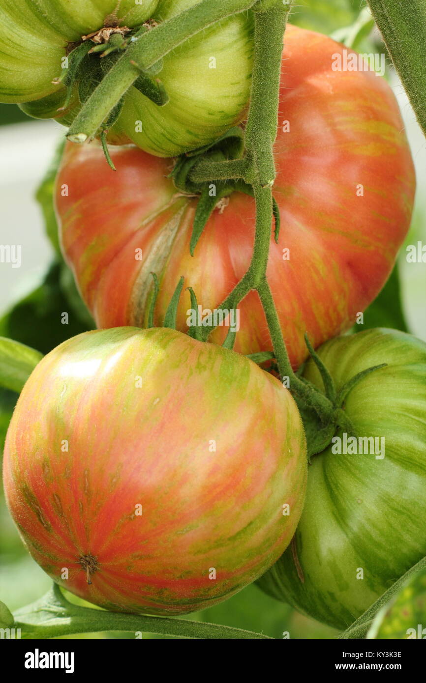 Solanum Lycopersicum "Vintage Wine" Tomaten Sorte wächst auf der Rebe in einem Gewächshaus, England, Großbritannien Stockfoto