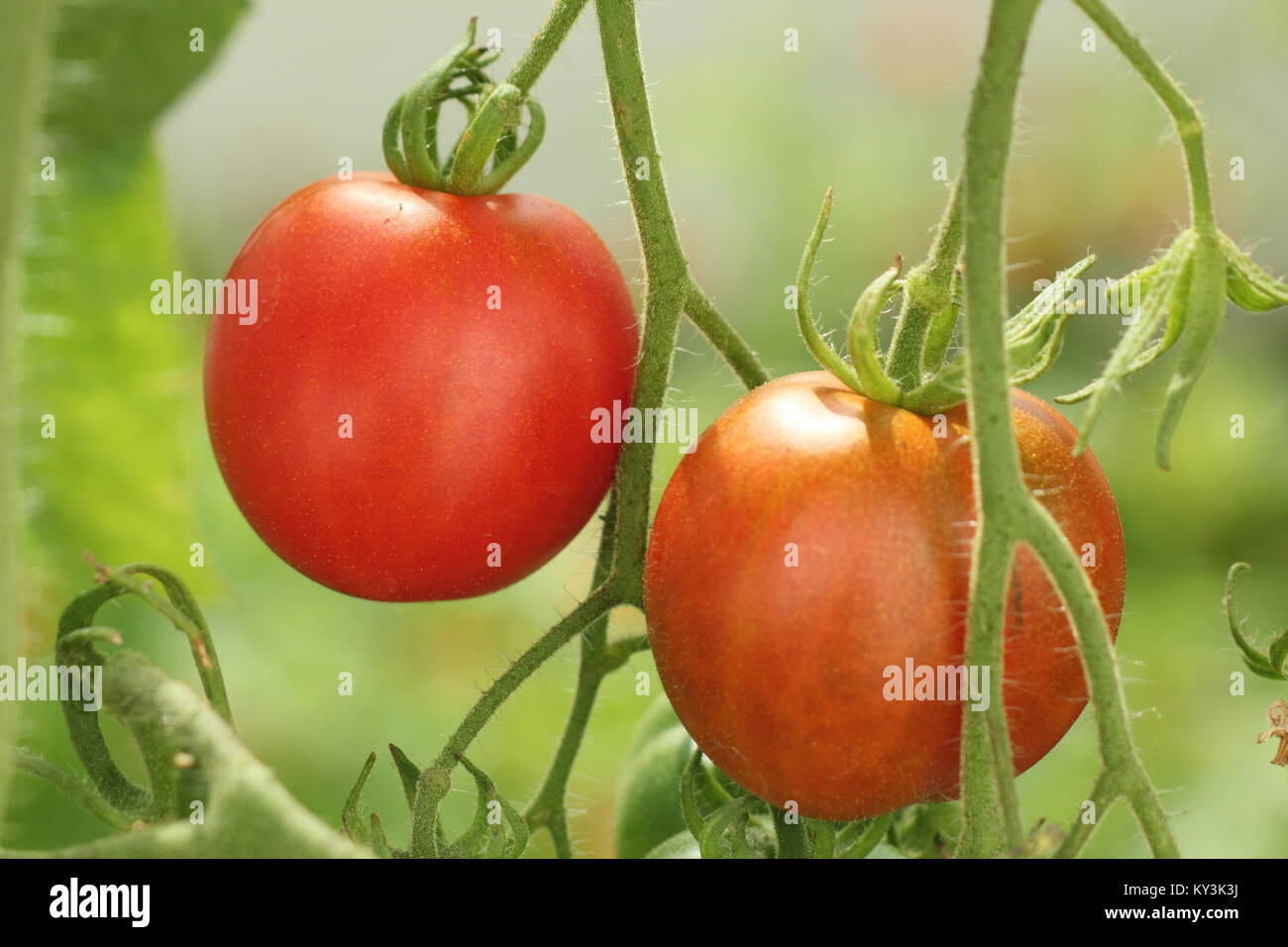 Solanum Lycopersicum "Bloody Butcher" Tomaten Sorte auf der Rebe in einem Gewächshaus, England, Großbritannien Stockfoto