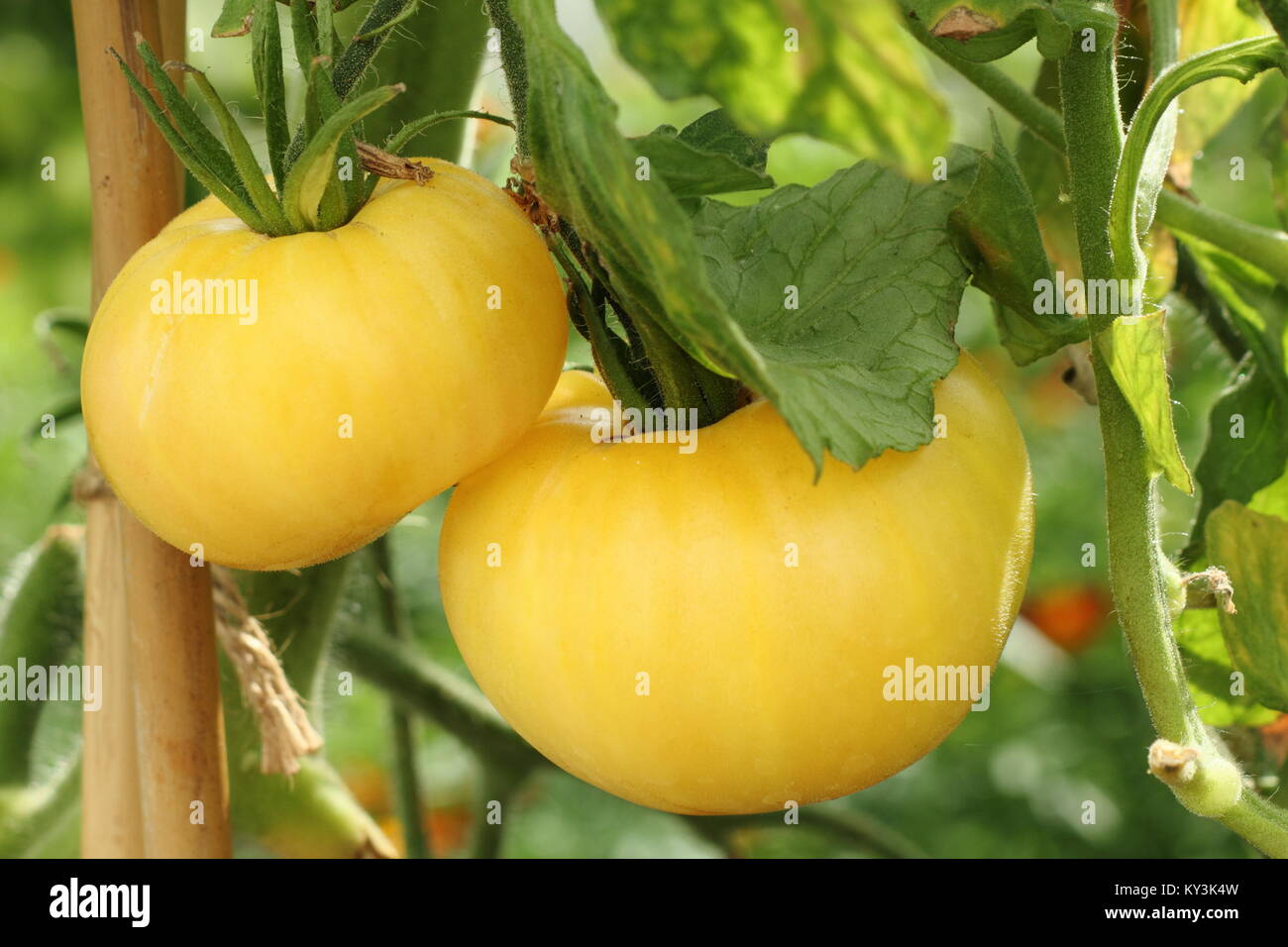 'White Wonder" Tomaten, ein leckeres Erbstück Sorte auf eine Tomatenpflanze Rebe in einem Gewächshaus, England, Großbritannien Stockfoto