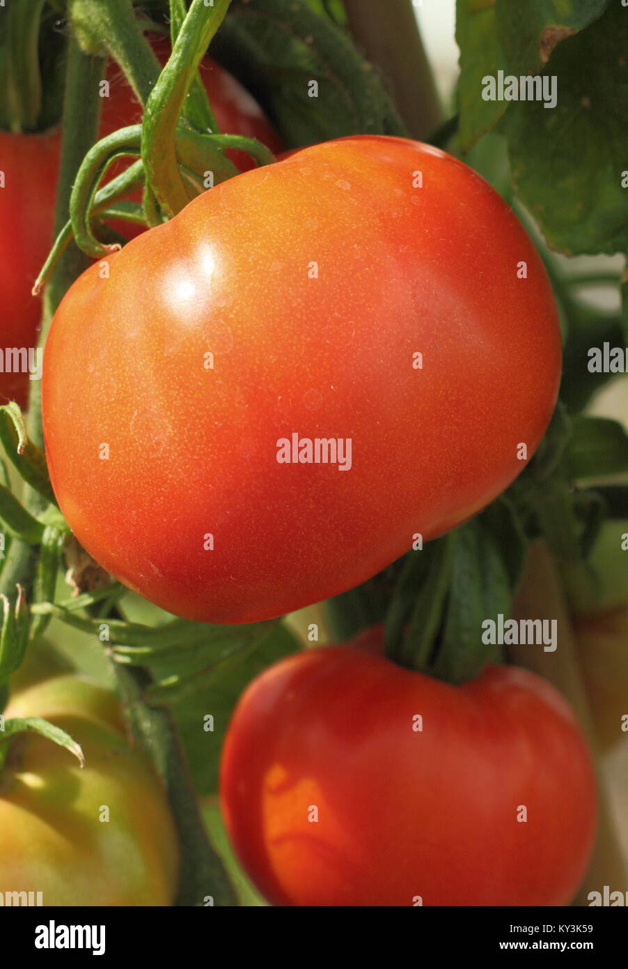Tomaten wachsen auf eine Tomatenpflanze Rebe in einem Gewächshaus, England, Großbritannien Stockfoto