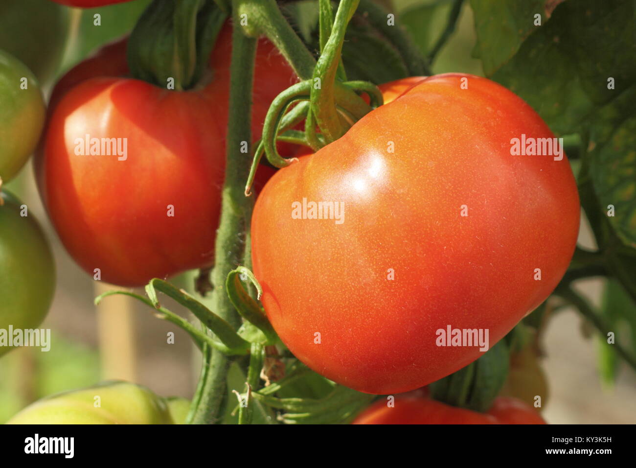 "Boxcar Willie", eine amerikanische Erbstück beefsteak Tomaten (Solanum Lycopersicum), wächst an einer Tomatenpflanze Rebe in einem Gewächshaus, England, Großbritannien Stockfoto