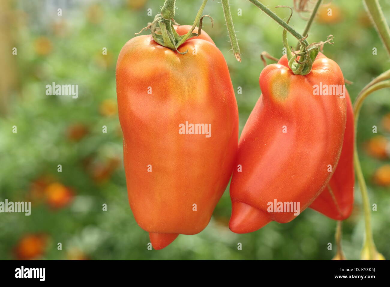 Solanum Lycopersicum. Lange, Pfeffer geformte "Andine cornue', einem französischen Tomatensorte auf eine Tomatenpflanze Rebe in einem Gewächshaus, England, Großbritannien Stockfoto