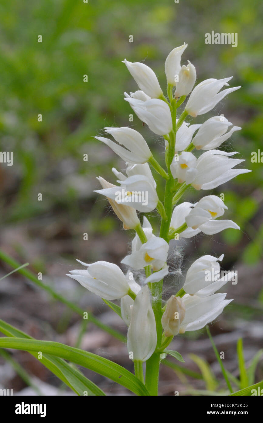 Schmale leaved Waldvögelein (Cephalanthera longifolia) im Frühling, Weiß Wild Orchid Stockfoto